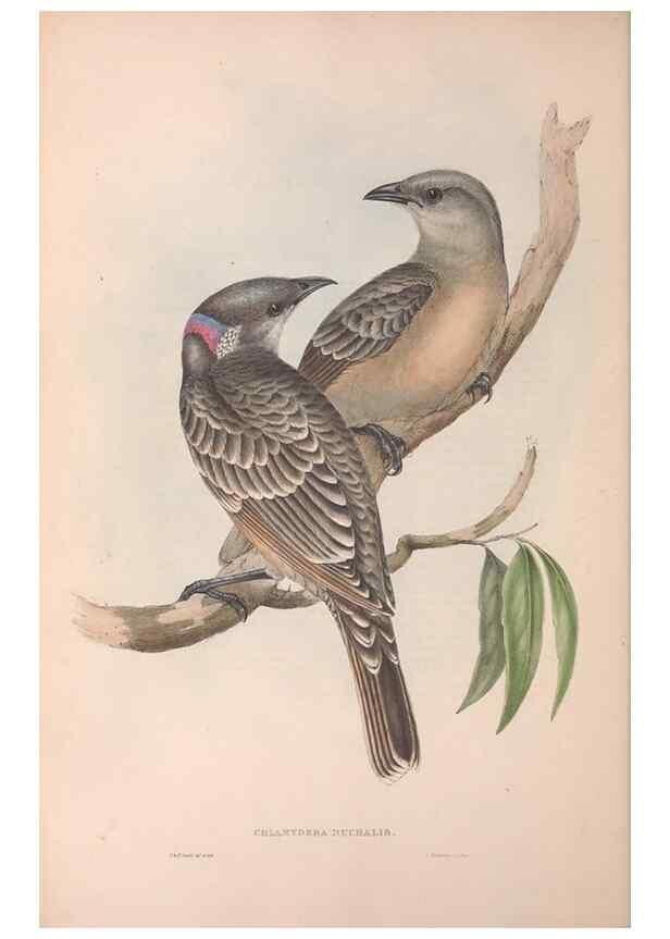 Reproducción/Reproduction 36117549854: The birds of Australia.. London,Printed by R. and J. E. Taylor; pub. by the author,[1840]-48.