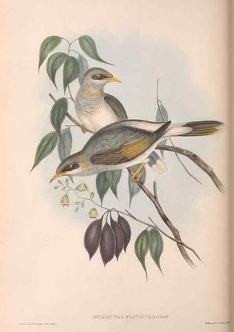 Reproducción/Reproduction 36117652854: The birds of Australia.. London,Printed by R. and J. E. Taylor; pub. by the author,[1840]-48.