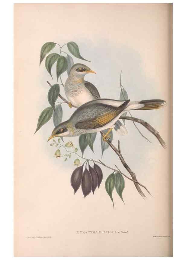 Reproducción/Reproduction 36117652854: The birds of Australia.. London,Printed by R. and J. E. Taylor; pub. by the author,[1840]-48.
