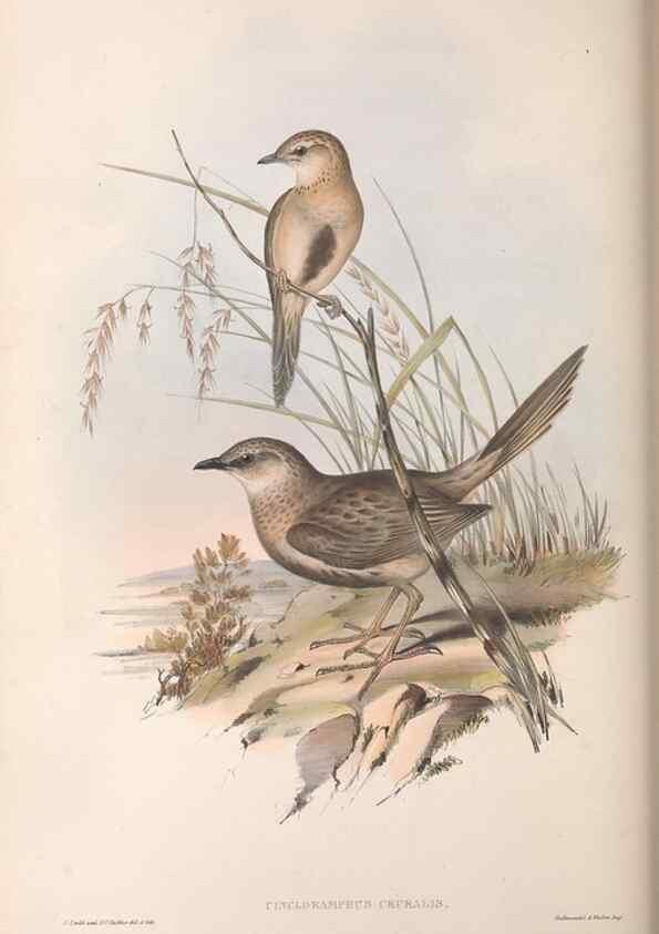 Reproducción/Reproduction 36812304531: The birds of Australia.. London,Printed by R. and J. E. Taylor; pub. by the author,[1840]-48.