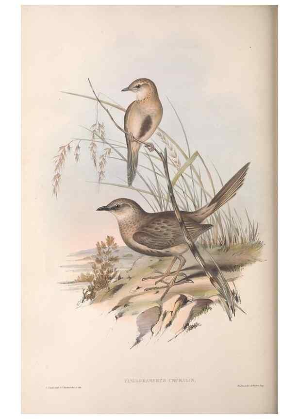 Reproducción/Reproduction 36812304531: The birds of Australia.. London,Printed by R. and J. E. Taylor; pub. by the author,[1840]-48.