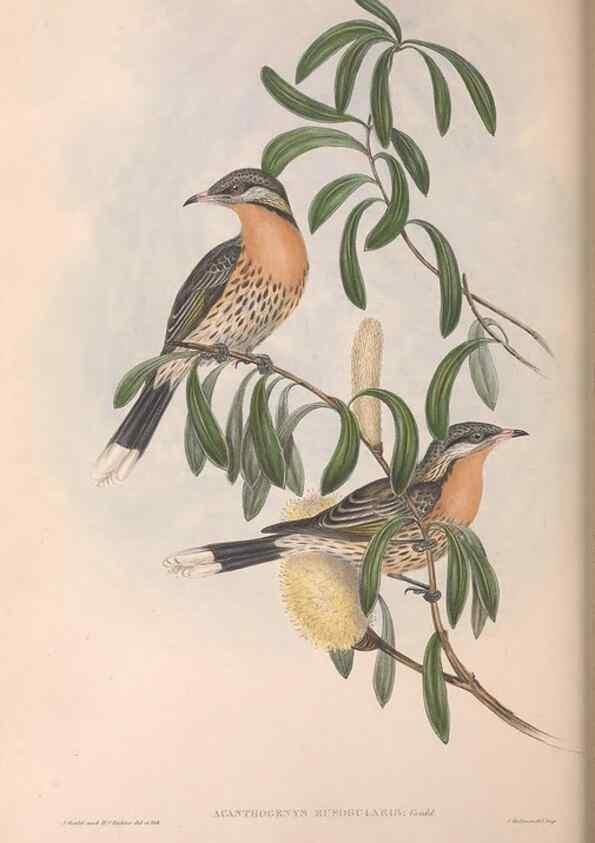 Reproducción/Reproduction 36143724193: The birds of Australia.. London,Printed by R. and J. E. Taylor; pub. by the author,[1840]-48.