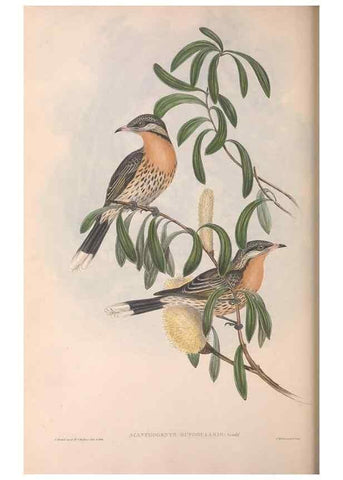 Reproducción/Reproduction 36143724193: The birds of Australia.. London,Printed by R. and J. E. Taylor; pub. by the author,[1840]-48.