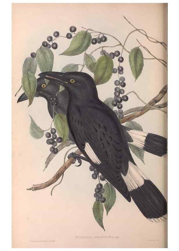 Reproducción/Reproduction 36763962116: The birds of Australia.. London,Printed by R. and J. E. Taylor; pub. by the author,[1840]-48.