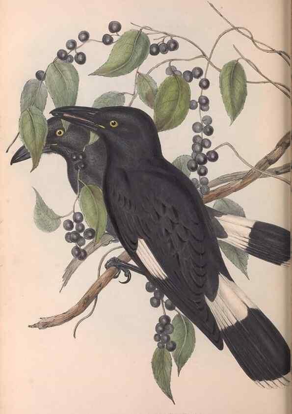 Reproducción/Reproduction 36763962116: The birds of Australia.. London,Printed by R. and J. E. Taylor; pub. by the author,[1840]-48.