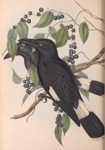 Reproducción/Reproduction 36763962116: The birds of Australia.. London,Printed by R. and J. E. Taylor; pub. by the author,[1840]-48.