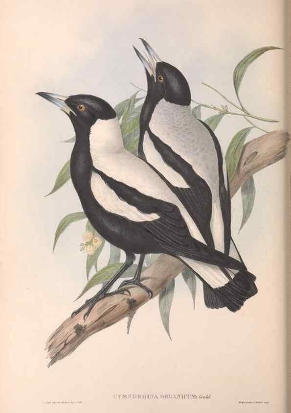 Reproducción/Reproduction 36780433052: The birds of Australia.. London,Printed by R. and J. E. Taylor; pub. by the author,[1840]-48.