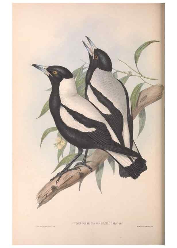 Reproducción/Reproduction 36780433052: The birds of Australia.. London,Printed by R. and J. E. Taylor; pub. by the author,[1840]-48.