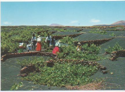 Postal E00592: La Geria, Lanzarote