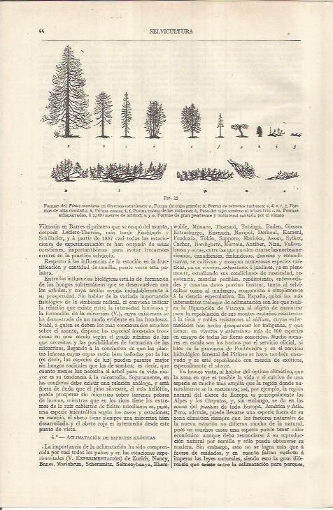 LAMINA ESPASA 37091: Formas del pinus montana