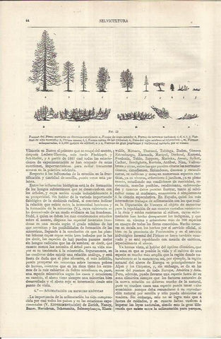 LAMINA ESPASA 37091: Formas del pinus montana
