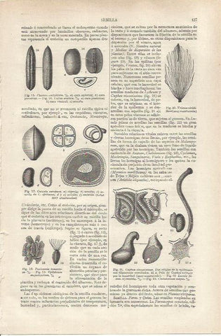 LAMINA ESPASA 37106: Especies varias de semillas