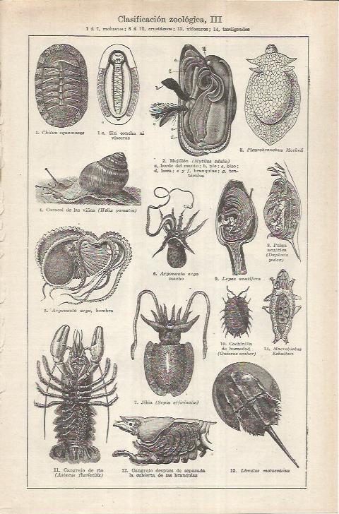 LAMINA ESPASA 37031: Clases de moluscos y crustaceos