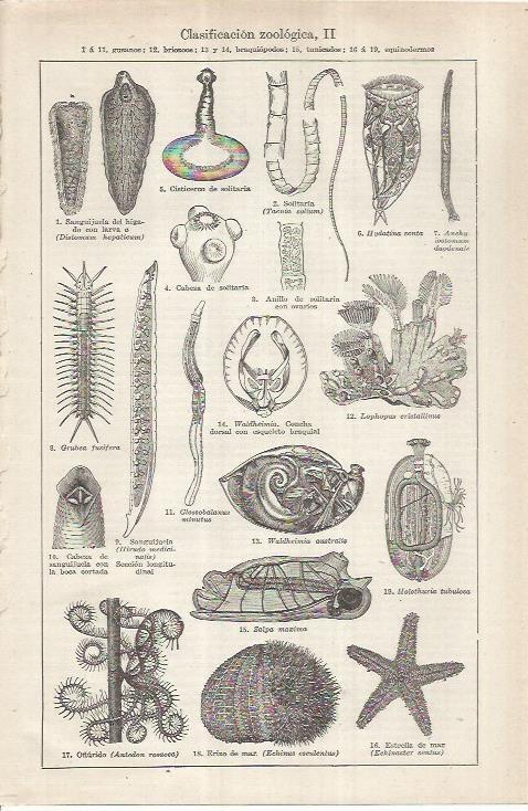 LAMINA ESPASA 37030: Clasificacion zoologica