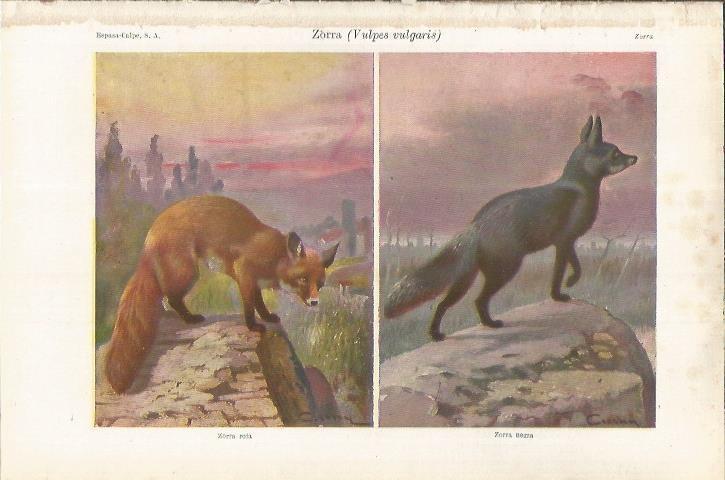 LAMINA ESPASA 37042: Zorro rojo y zorro negro