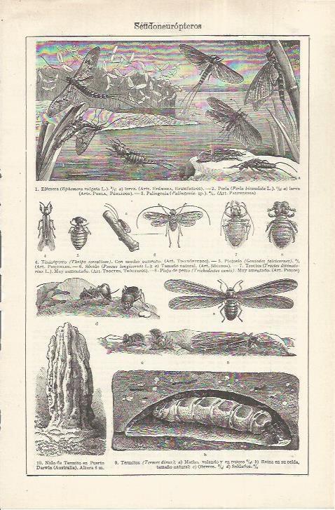 LAMINA ESPASA 37219: Seudoneuropteros