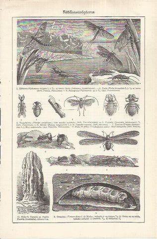 LAMINA ESPASA 37219: Seudoneuropteros