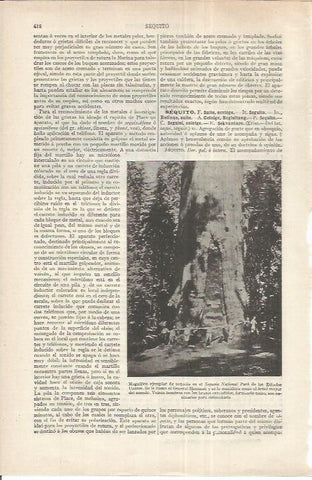 LAMINA ESPASA 37163: Sequoia en un parque de Estados Unidos