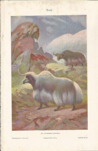 LAMINA ESPASA 36864: Yack o Bos grunniens