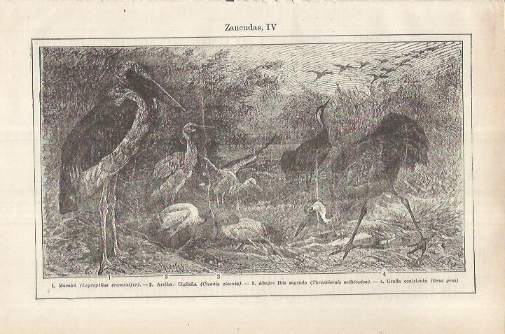LAMINA ESPASA 36963: Marabu, cigüeña, ibis sagrado y grulla