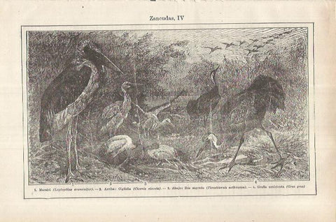 LAMINA ESPASA 36963: Marabu, cigüeña, ibis sagrado y grulla
