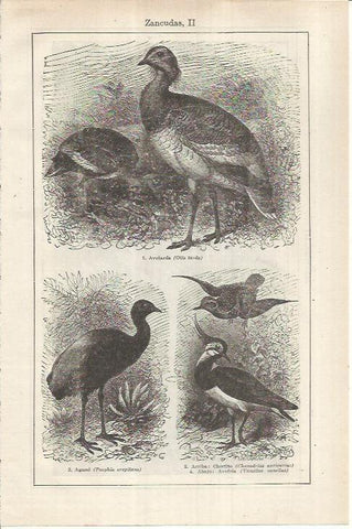 LAMINA ESPASA 36962: Avutarda, agami y chorlito