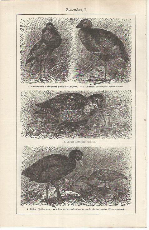 LAMINA ESPASA 36961: Aves zancudas