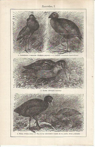 LAMINA ESPASA 36961: Aves zancudas