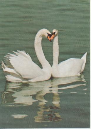 Postal E02280: Cisnes