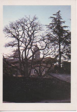 Postal E02499: Cedro de Atlas, Pamplona, Navarra
