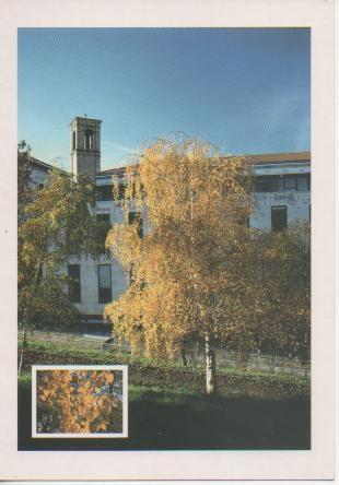 Postal E02498: Abedul/Urkia, Pamplona, Navarra