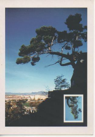 Postal E02496: Pino laricio, Palacio de los  Reyes, Navarra