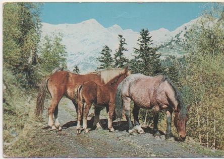 Postal E02065: Pirineo Catalán