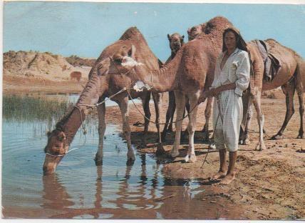 Postal E02064: Sur la route du Djof, Ile de Djerba, Tunez