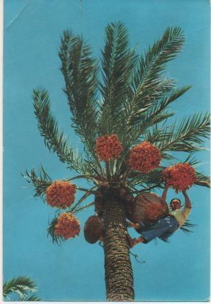 Postal E01679: Recogida del fruto, Elche