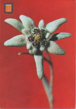 Postal E01684: Flor de Neu, Pirineo Català, Girona