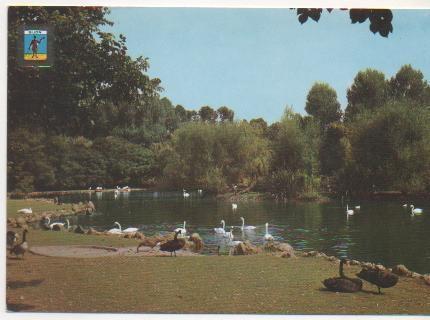 Postal E01895: Parque isabel La Catolica, Lago de los Cisnes, Gijon