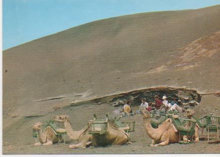 Postal E01896: Camellos, Isla de los Volcanes, Lanzarote