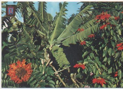 Postal E01810: Plataneros, Tenerife
