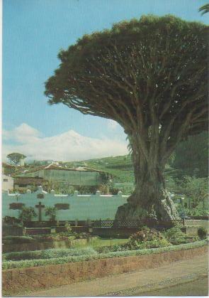 Postal E01152: Drago Milenario, Icod de los Vinos, Tenerife