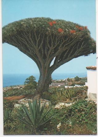 Postal E01096: Drago, Los Relajos, Tenerife