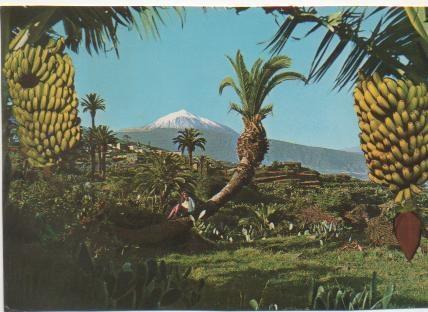 Postal E01424: Plataneros y El Teide, Tenerife