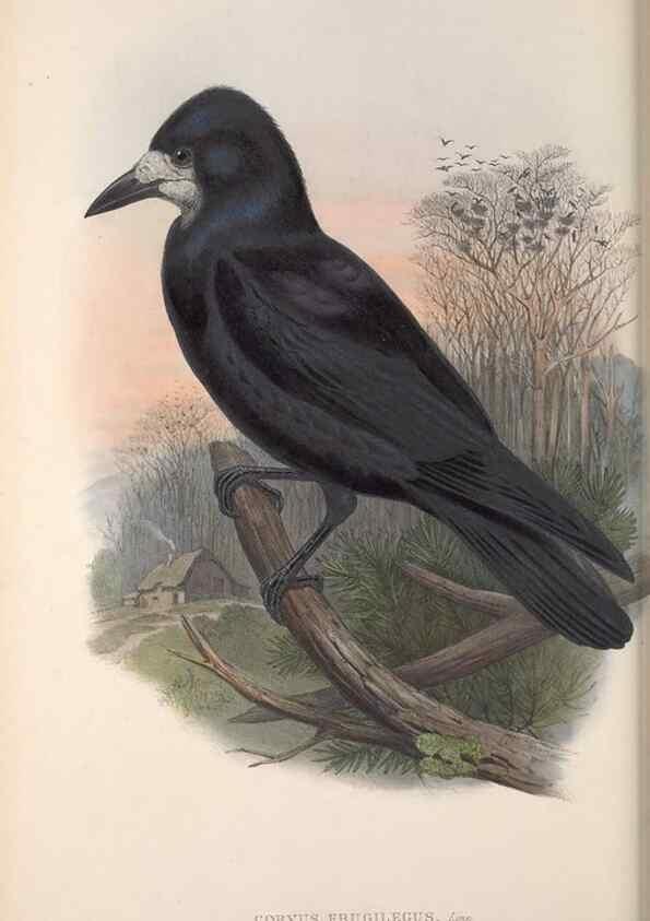 Reproducción/Reproduction 48914308218: The birds of Great Britain. London :Printed by Taylor and Francis, published by the author,1873.. 