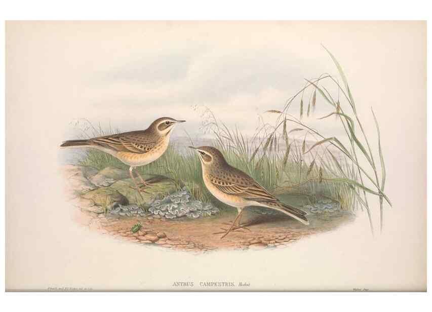 Reproducción/Reproduction 48914820881: The birds of Great Britain. London :Printed by Taylor and Francis, published by the author,1873.. 