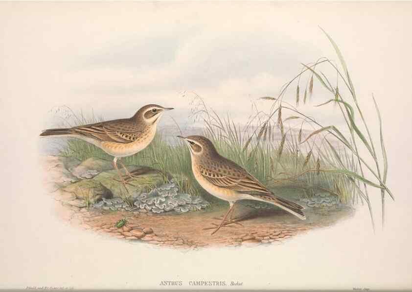 Reproducción/Reproduction 48914820881: The birds of Great Britain. London :Printed by Taylor and Francis, published by the author,1873.. 