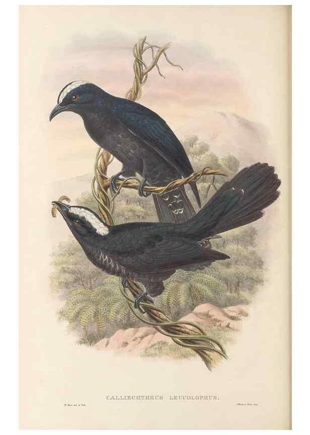 Reproducción/Reproduction 48766027853: The birds of New Guinea and the adjacent Papuan islands. London :Henry Sotheran & Co.,1875-1888.. 