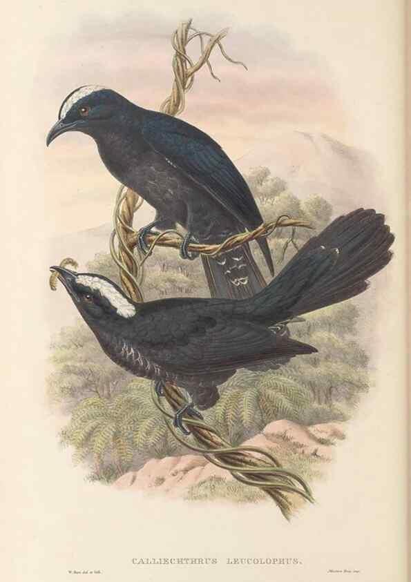 Reproducción/Reproduction 48766027853: The birds of New Guinea and the adjacent Papuan islands. London :Henry Sotheran & Co.,1875-1888.. 