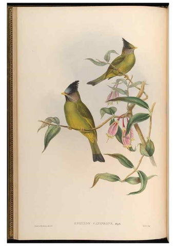 Reproducción/Reproduction 48630319317: Birds of Asia / by John Gould.. London :Printed by Taylor and Francis, pub. by the author,1850-1883.. 