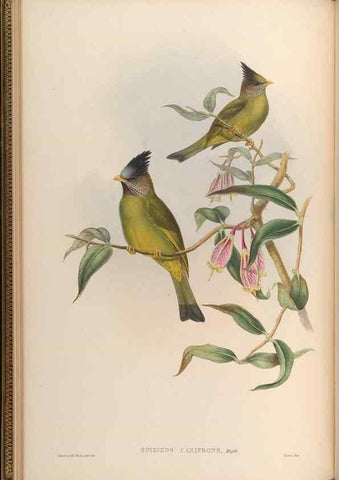 Reproducción/Reproduction 48630319317: Birds of Asia / by John Gould.. London :Printed by Taylor and Francis, pub. by the author,1850-1883.. 