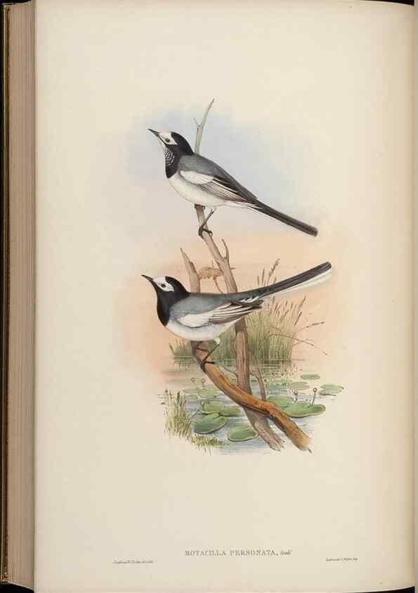 Reproducción/Reproduction 48629933043: Birds of Asia / by John Gould.. London :Printed by Taylor and Francis, pub. by the author,1850-1883.. 